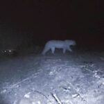 Why do wildlife officials oppose camera traps on private land? Explore the concerns behind the controversy.